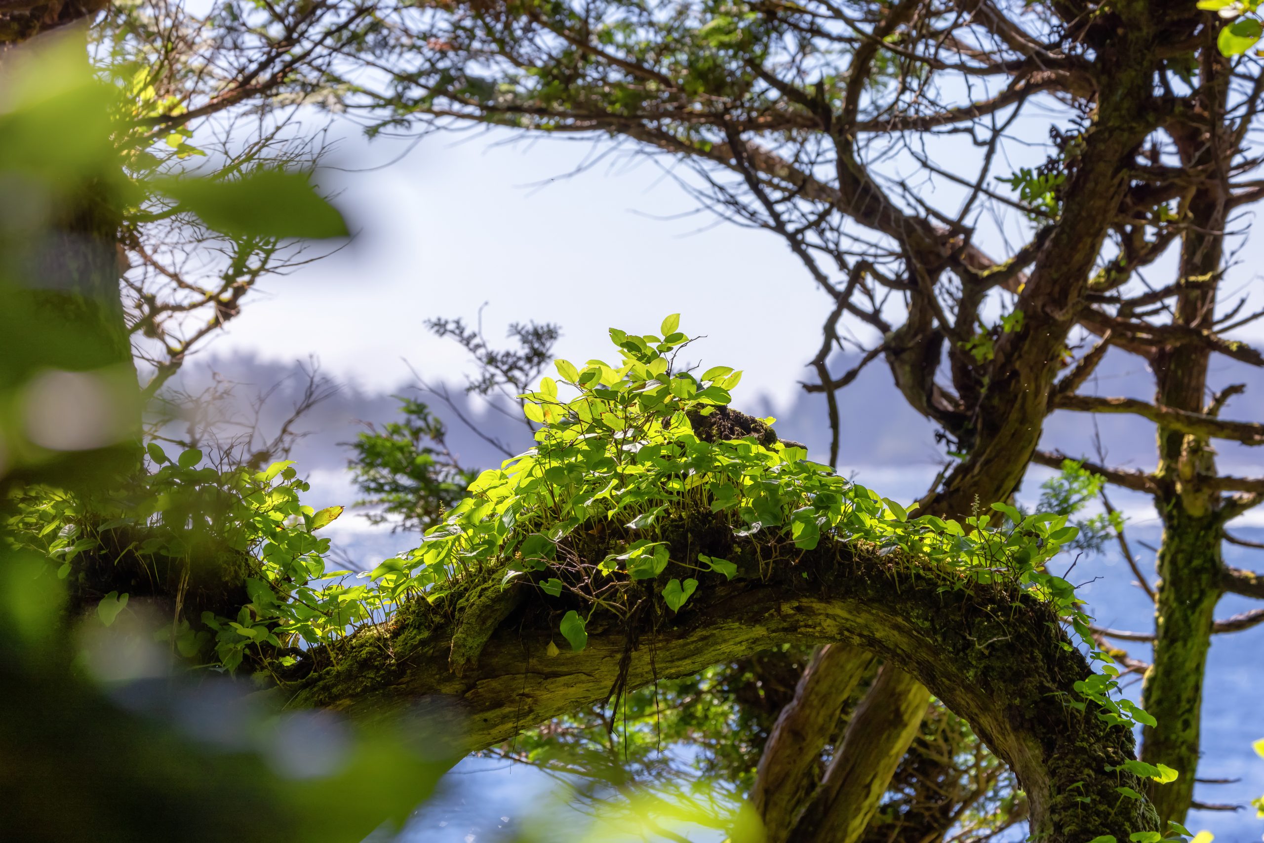Green Foliage on a tree branch with Pacific Ocean on the West Coast.